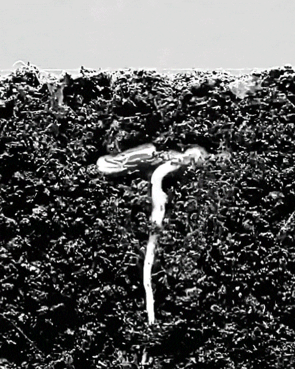 RDCM_10493791-CANADA-CORPORATION_LOGO